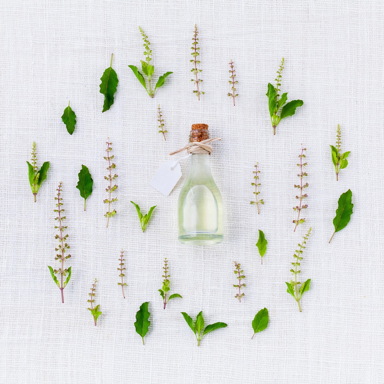 ¿Cómo se cuida la planta de albahaca en maceta?