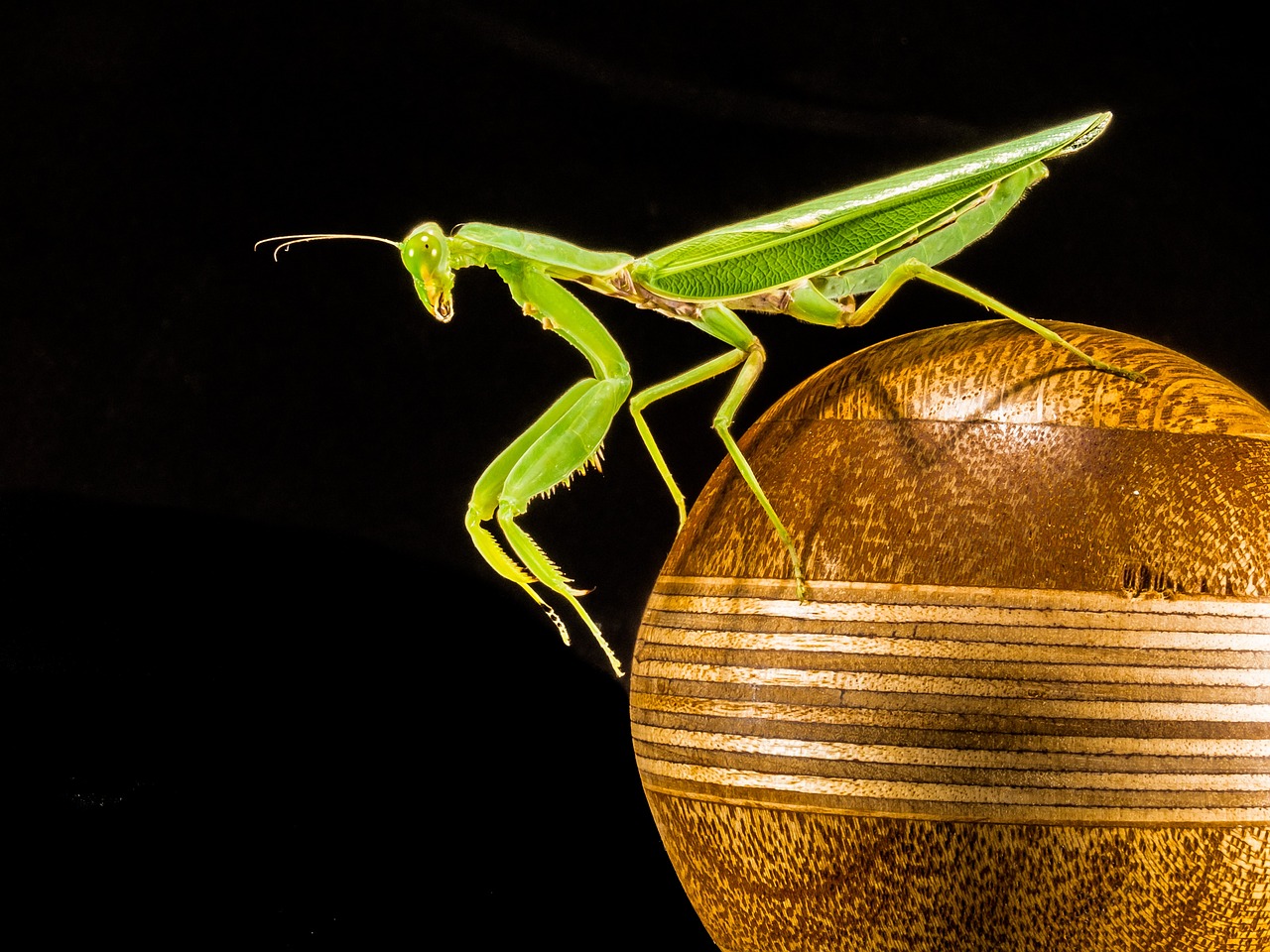 ¿Cómo vuelan las mantis?