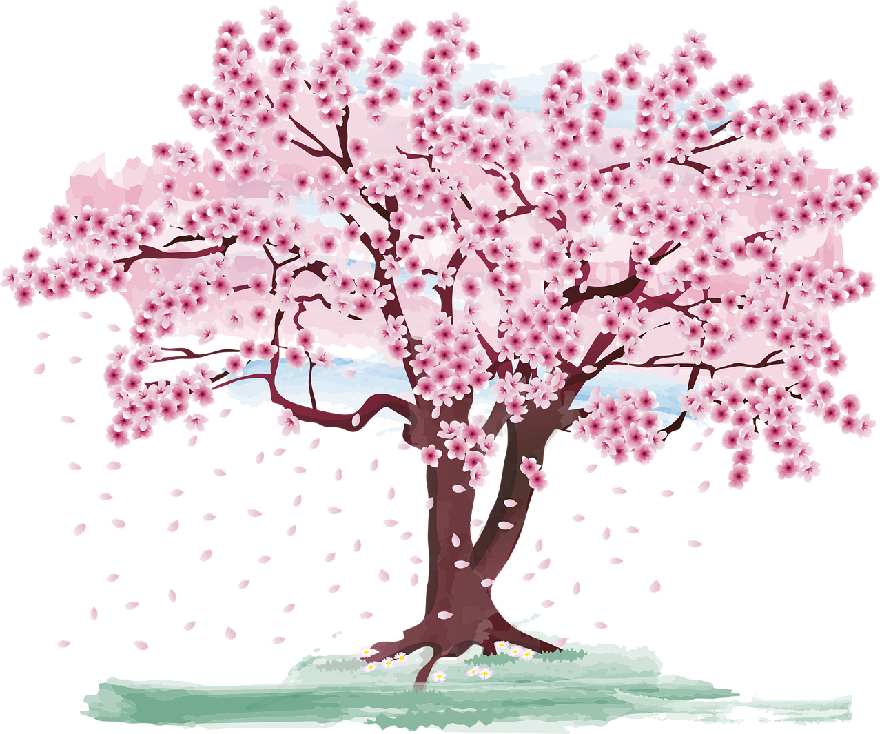 ¿Dónde se da el árbol de cereza?