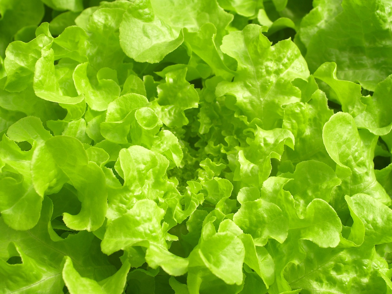 ¿Qué es la lechuga hidropónica?