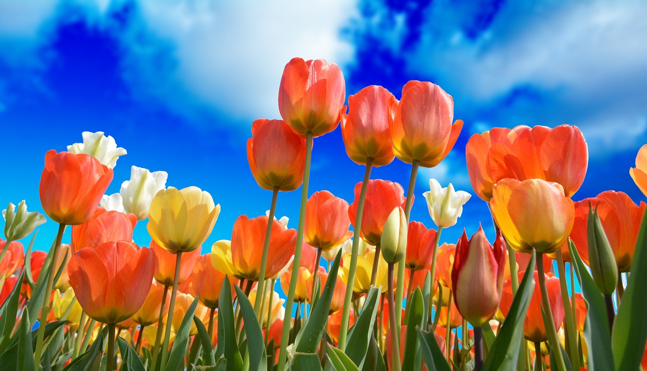¿Cuáles son las partes de los tulipanes?
