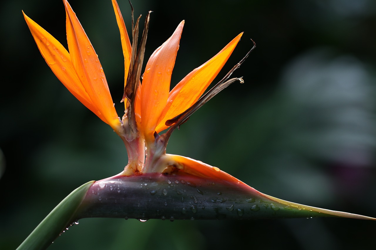 ¿Dónde plantar una Strelitzia?