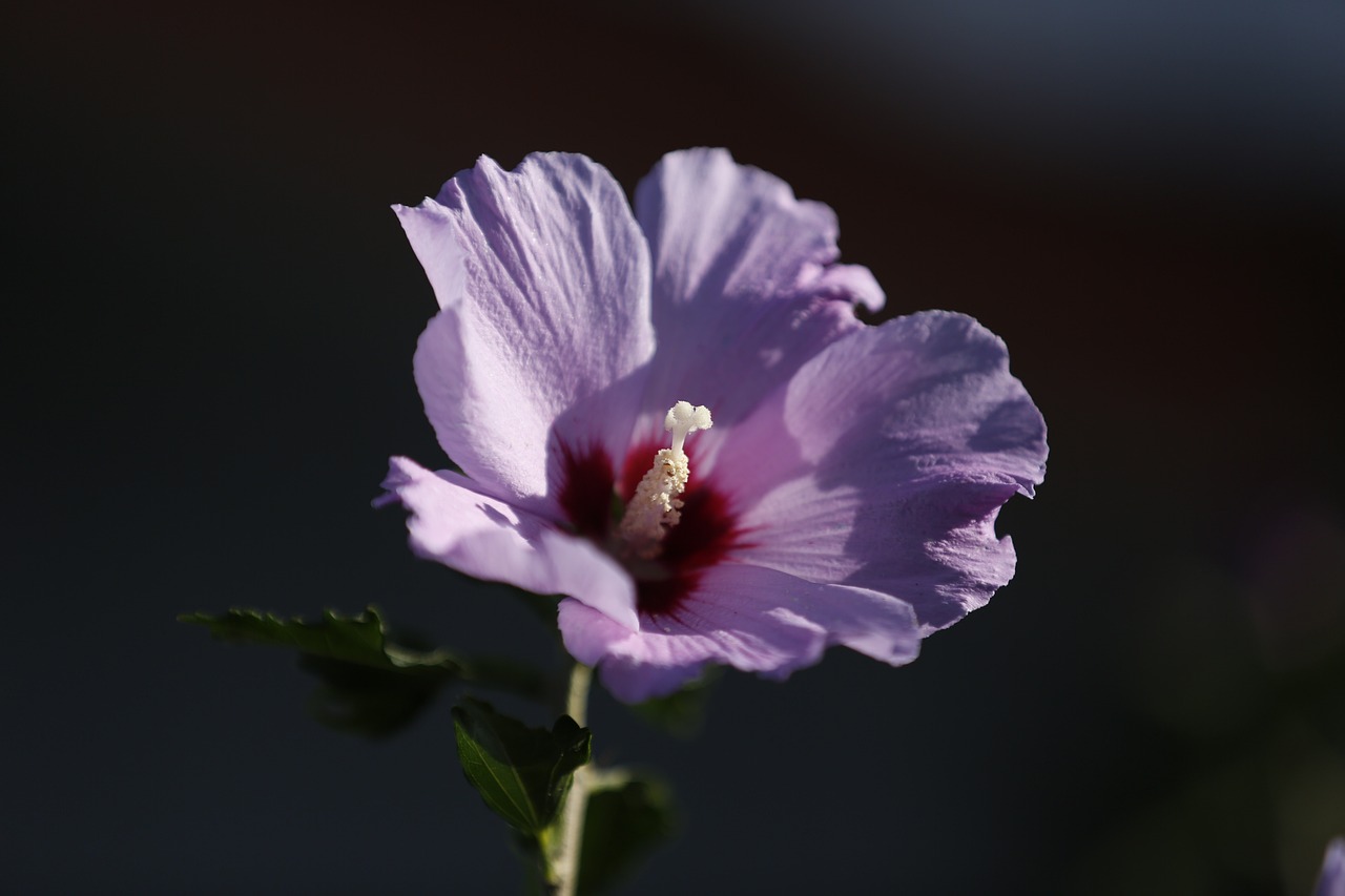¿Qué representa hibiscus?