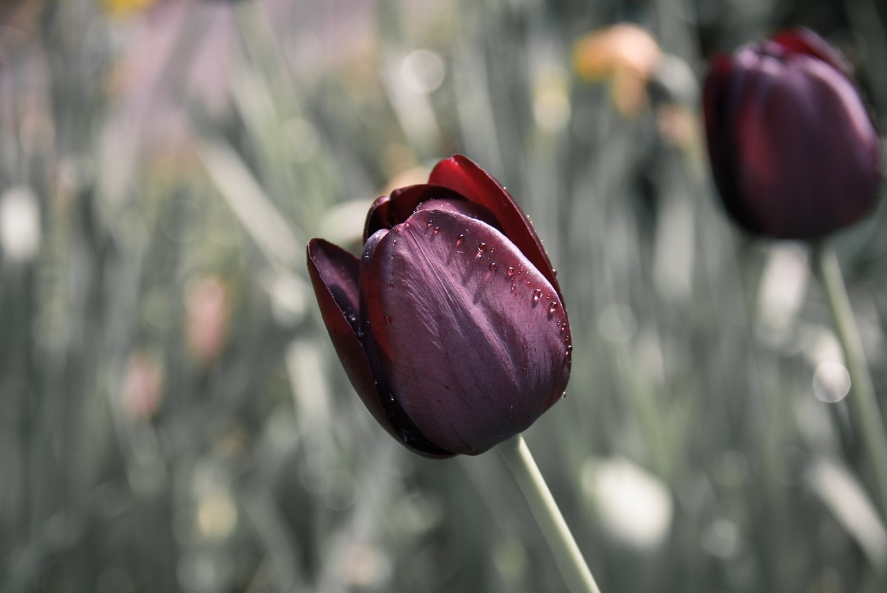 ¿Que simboliza la flor del tulipán?