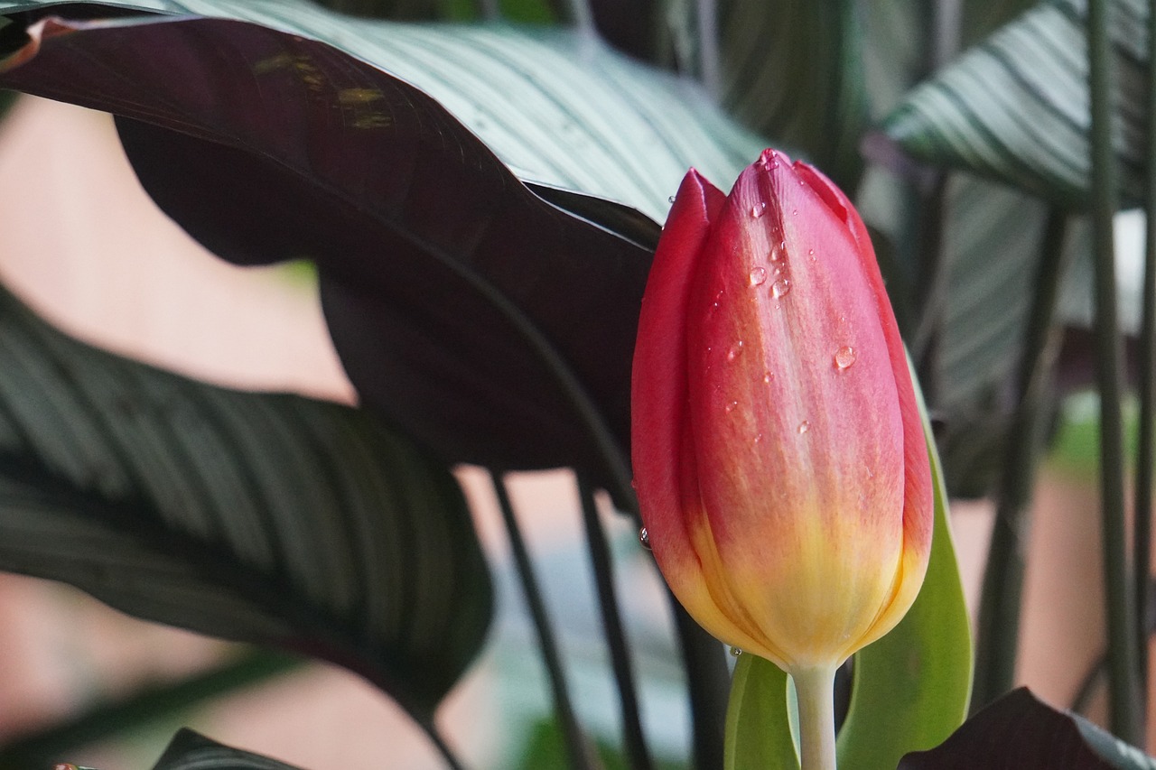 ¿Qué tipo de tierra necesita la calathea?