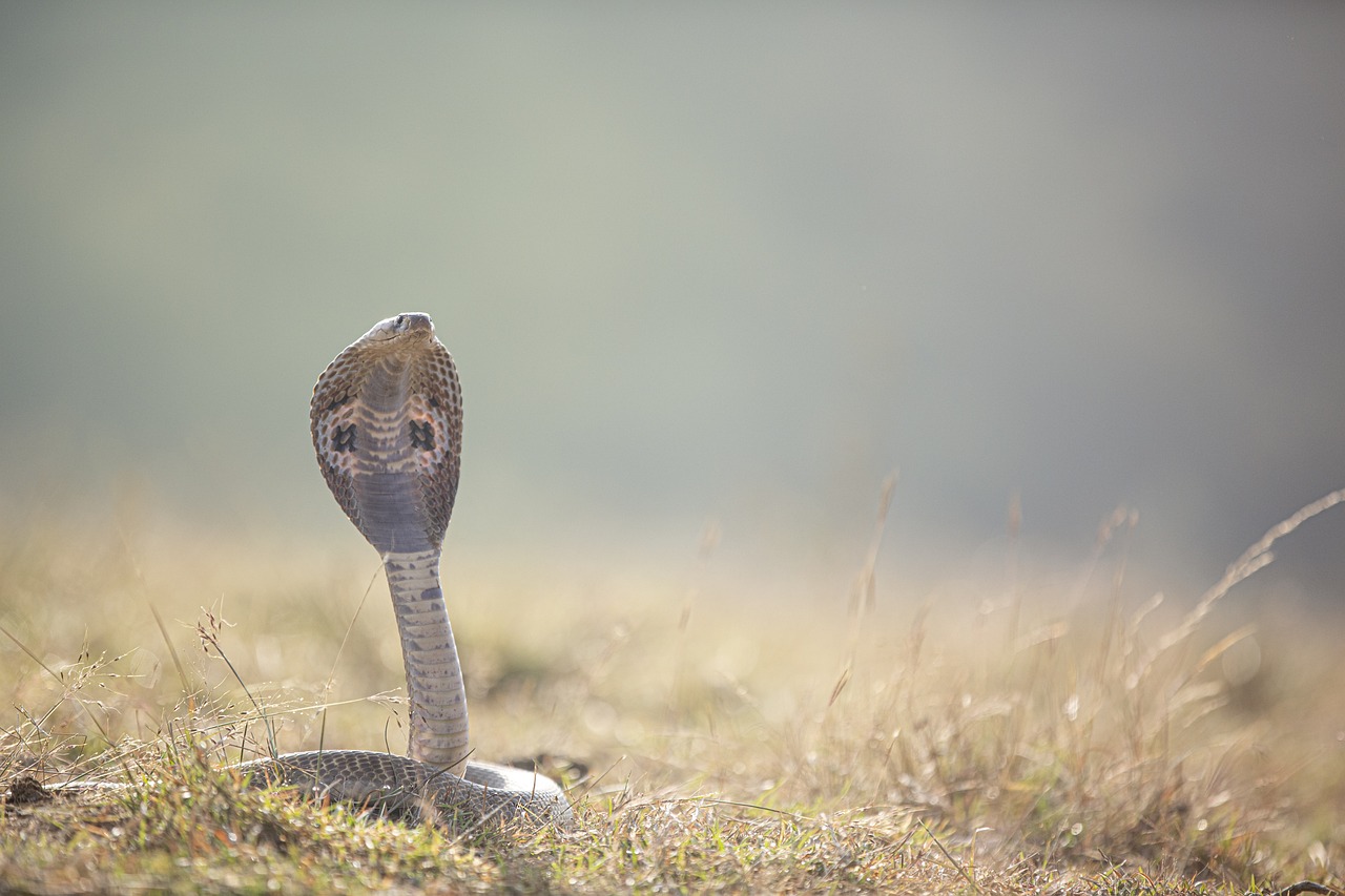 ¿Qué serpiente se puede tener como mascota?