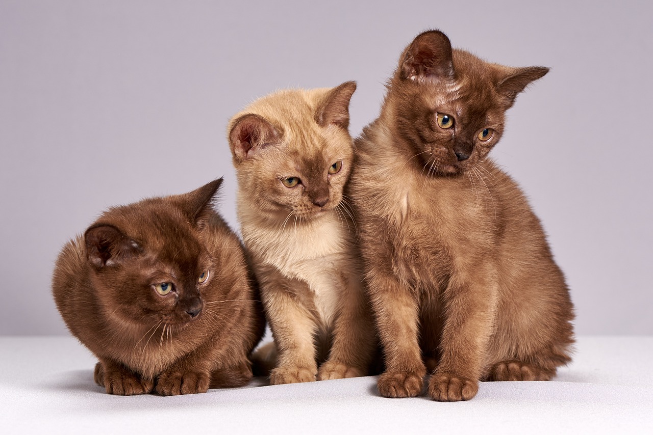 ¿Cómo evitar que los gatos entren en el huerto?