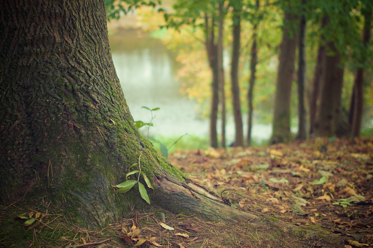 ¿Cuántas ramas hay en el árbol?