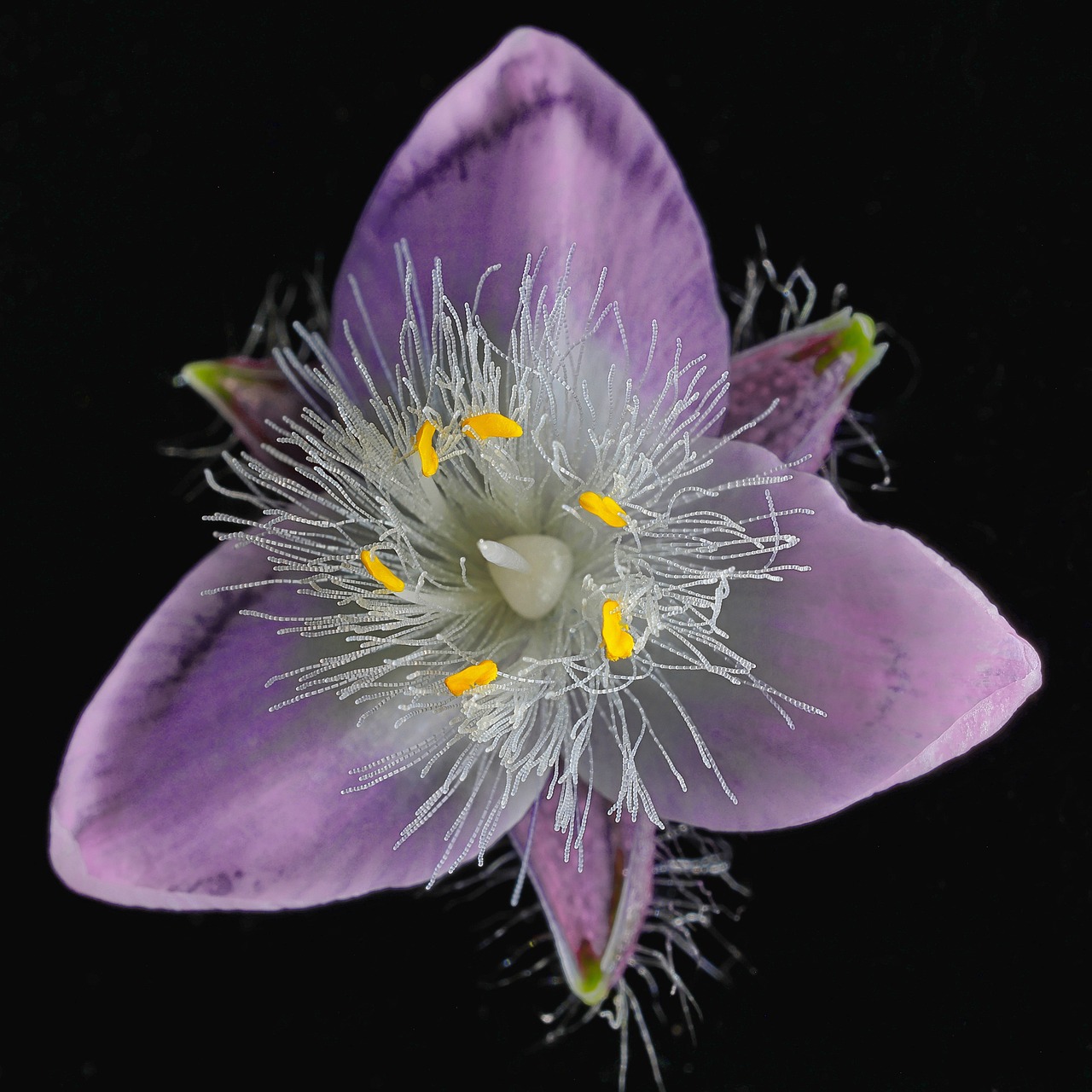 ¿Dónde colocar una Tradescantia?