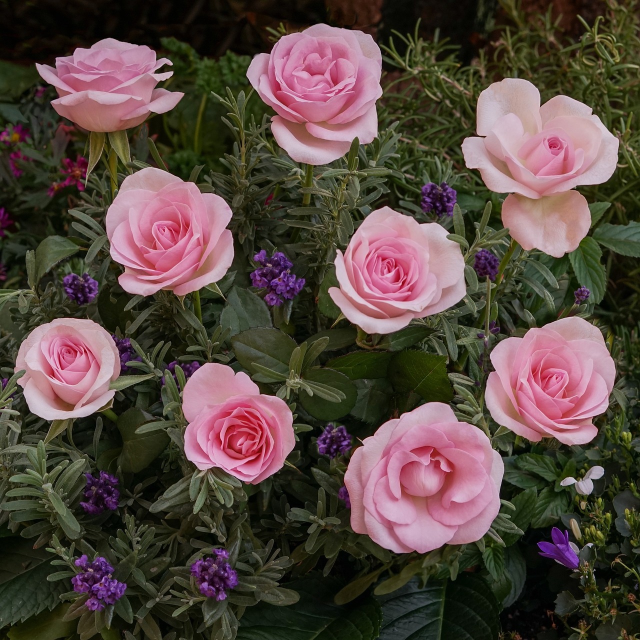 ¿Dónde es mejor poner un rosal?