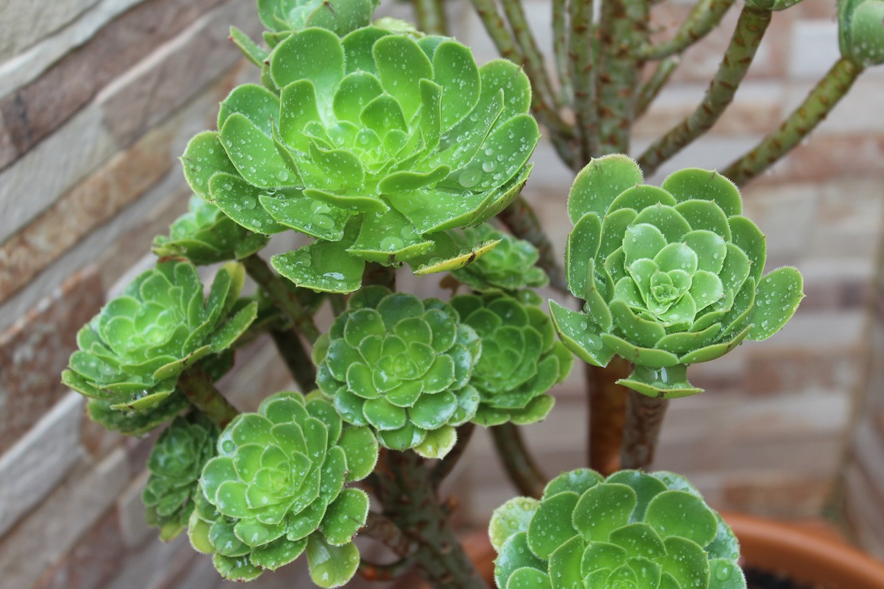 ¿Qué tierra necesitan las plantas crasas?