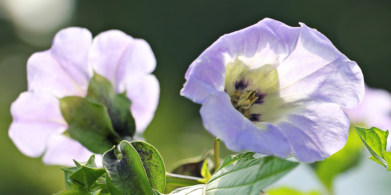 ¿Qué tipos de plagas existen en las plantas?