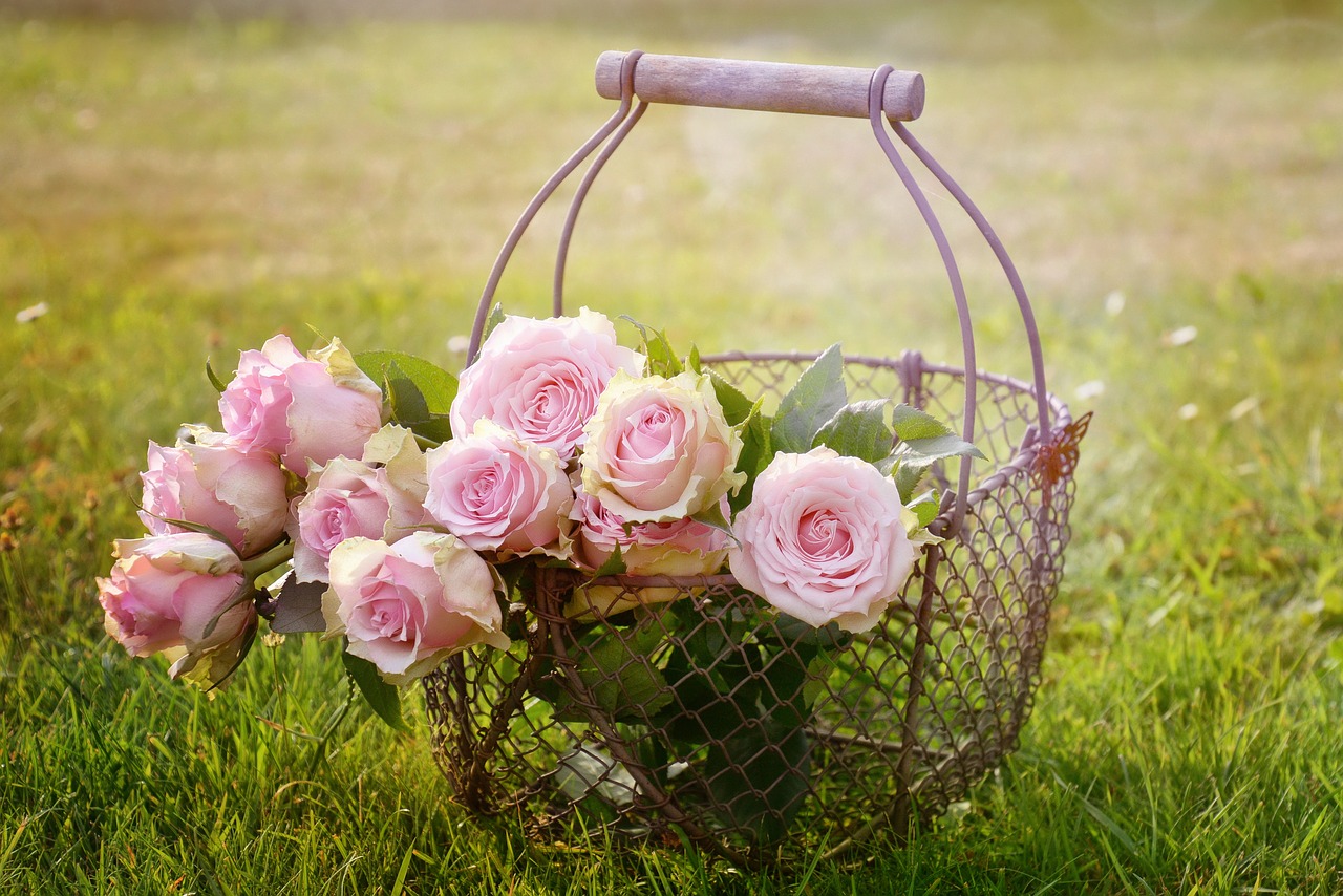 ¿Cómo se propagan las rosas?