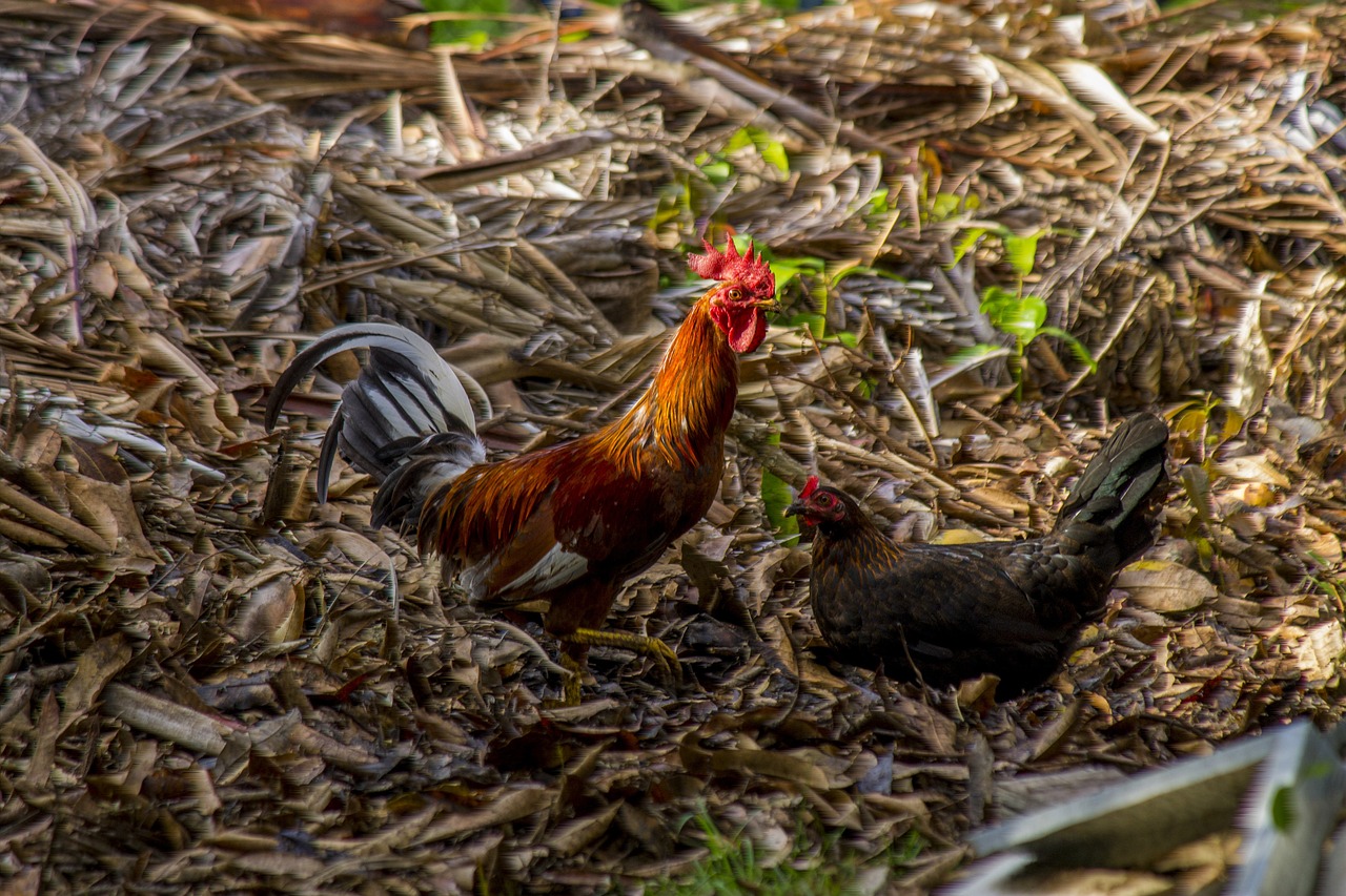 ¿Cuál es la diferencia entre un gallo y un pollo?