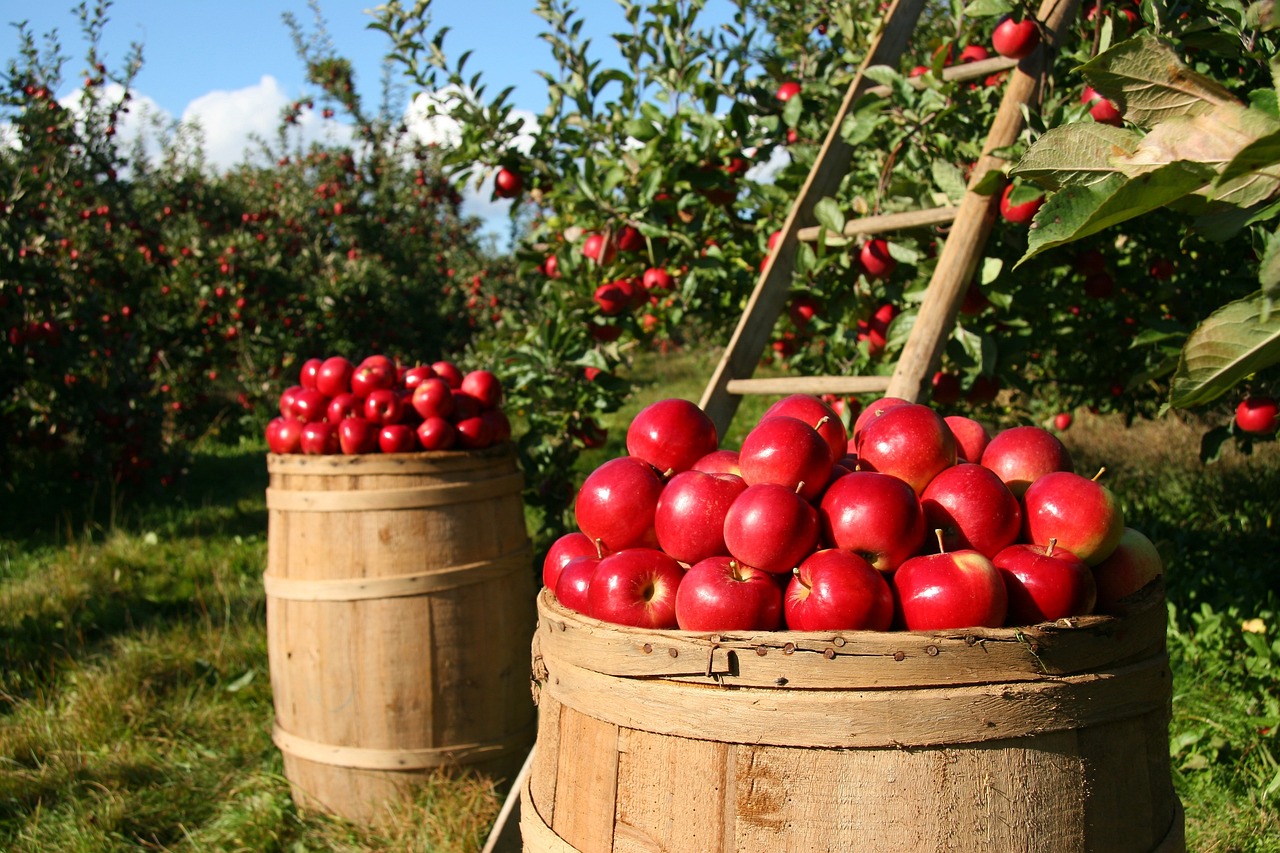 ¿Cuándo es el tiempo de recoger las manzanas?
