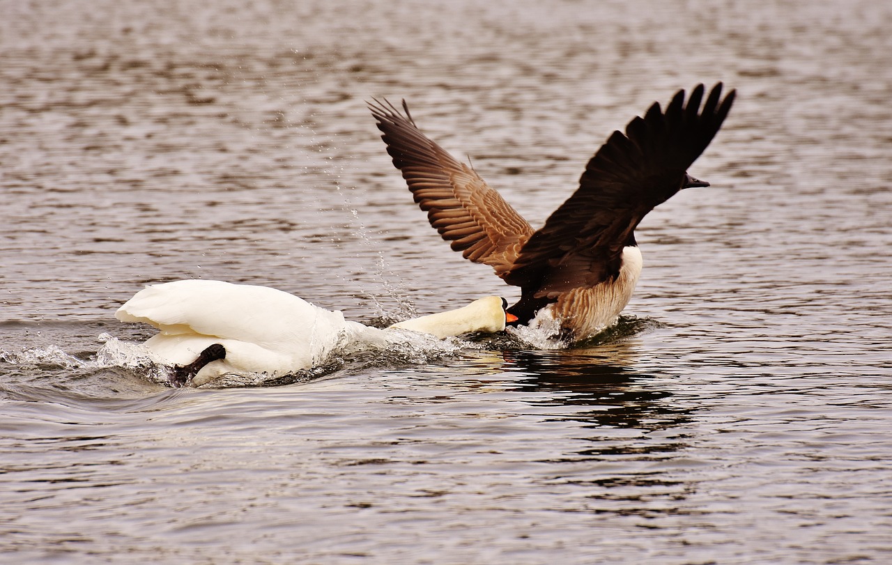 ¿Qué es lo más efectivo para ahuyentar las palomas?