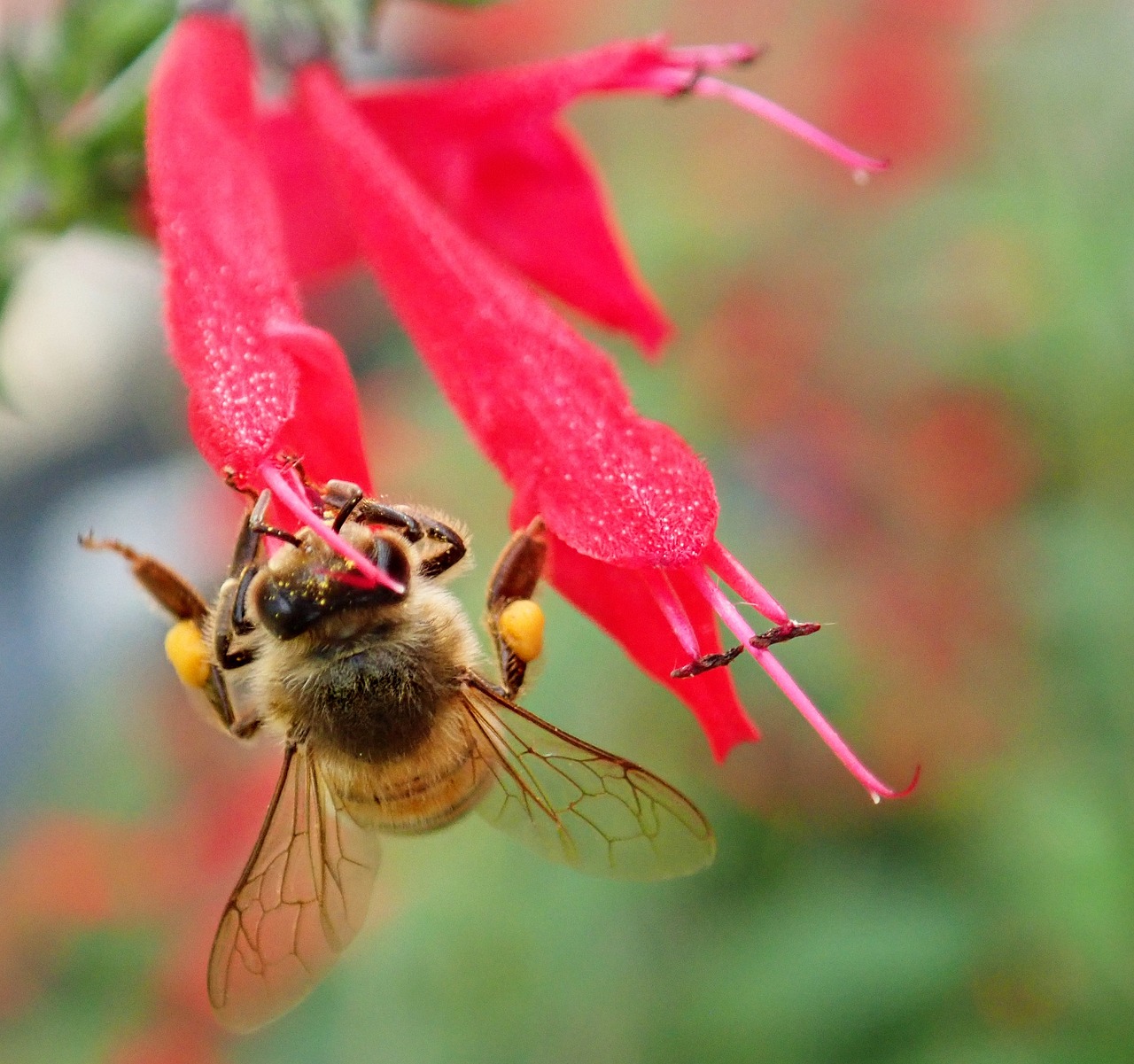 ¿Qué beneficios tiene la salvia roja?
