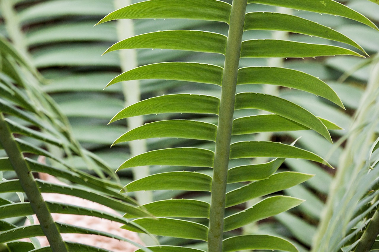 ¿Qué significa la planta cica?