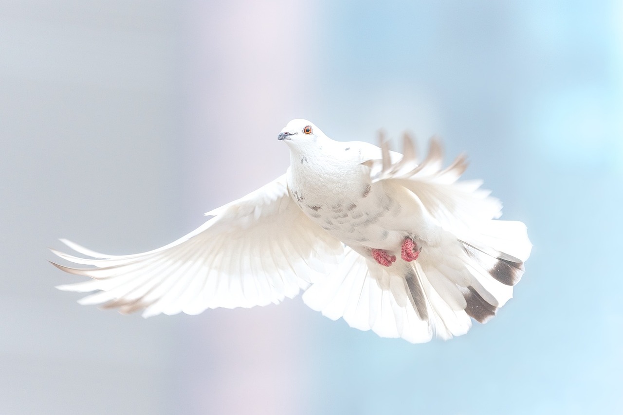 ¿Cómo acabar con el problema de las palomas?