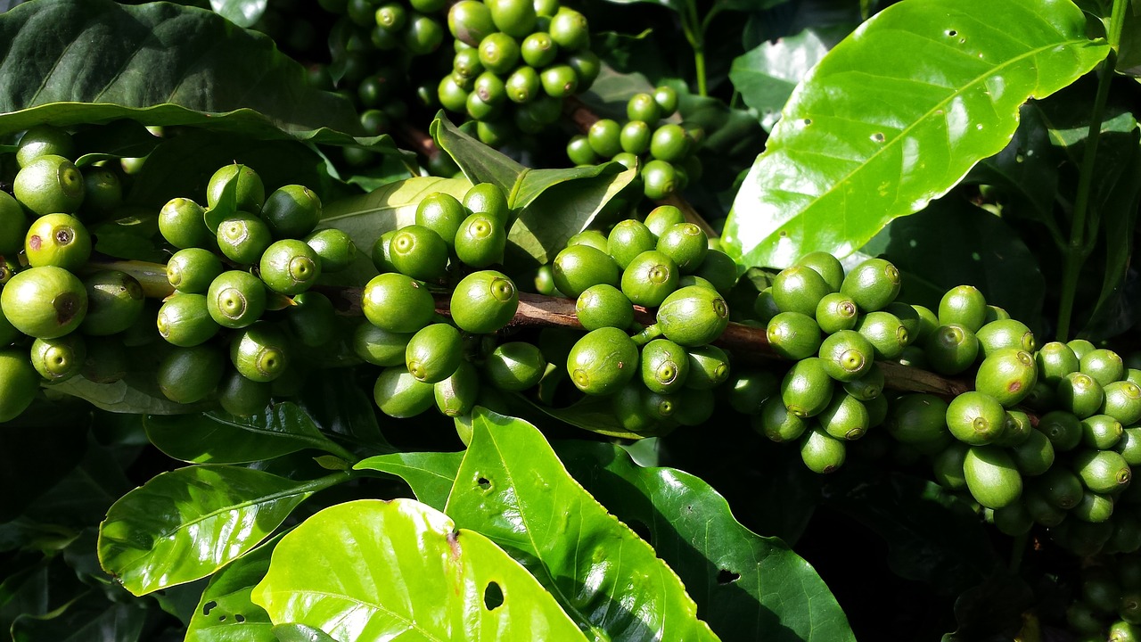 ¿Cuánto tarda un cafeto en dar fruto?