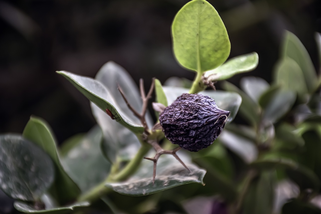 ¿Qué fruto tiene como nombre botánico Prunus persica?