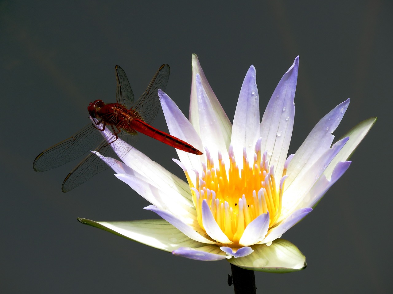 ¿Cómo eliminar la plaga de mosca blanca?