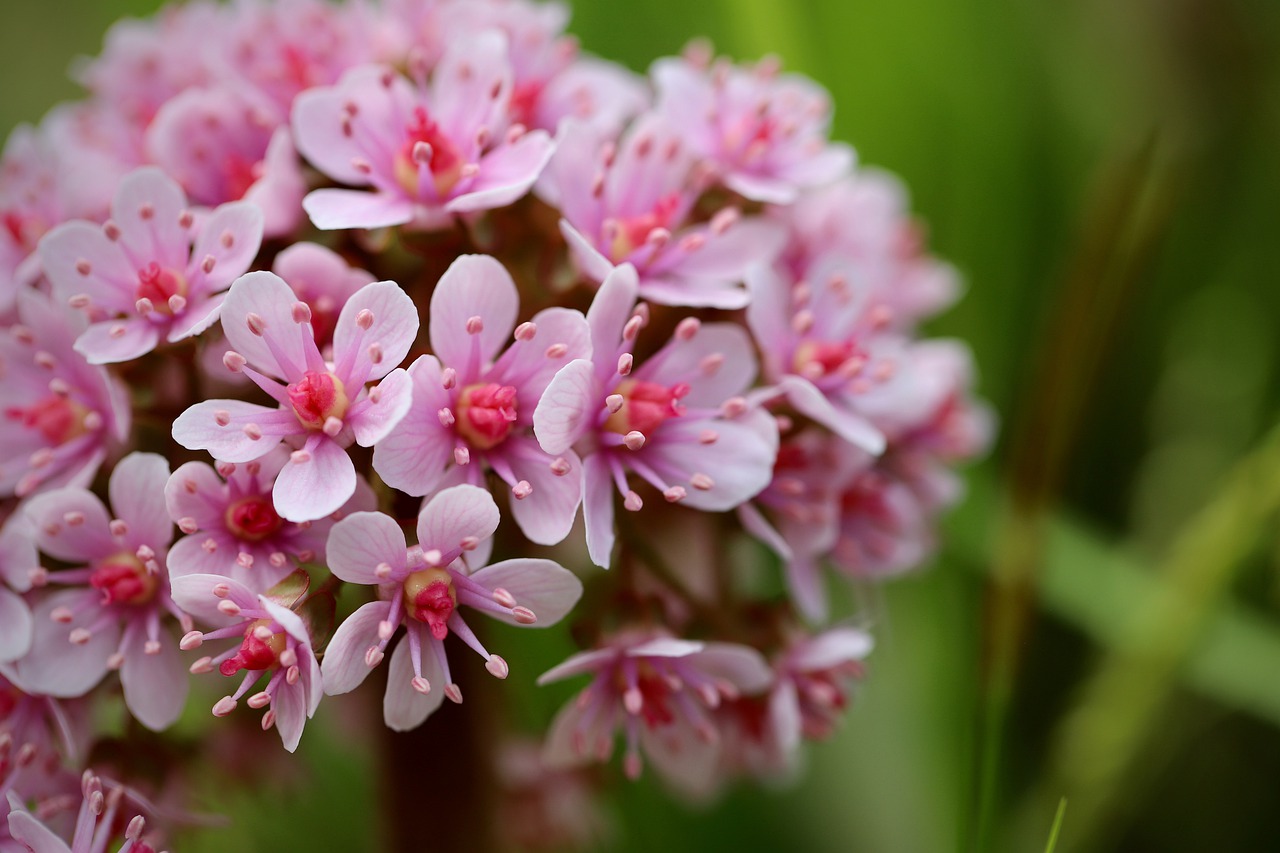 ¿Cómo reproducir Saxifraga?