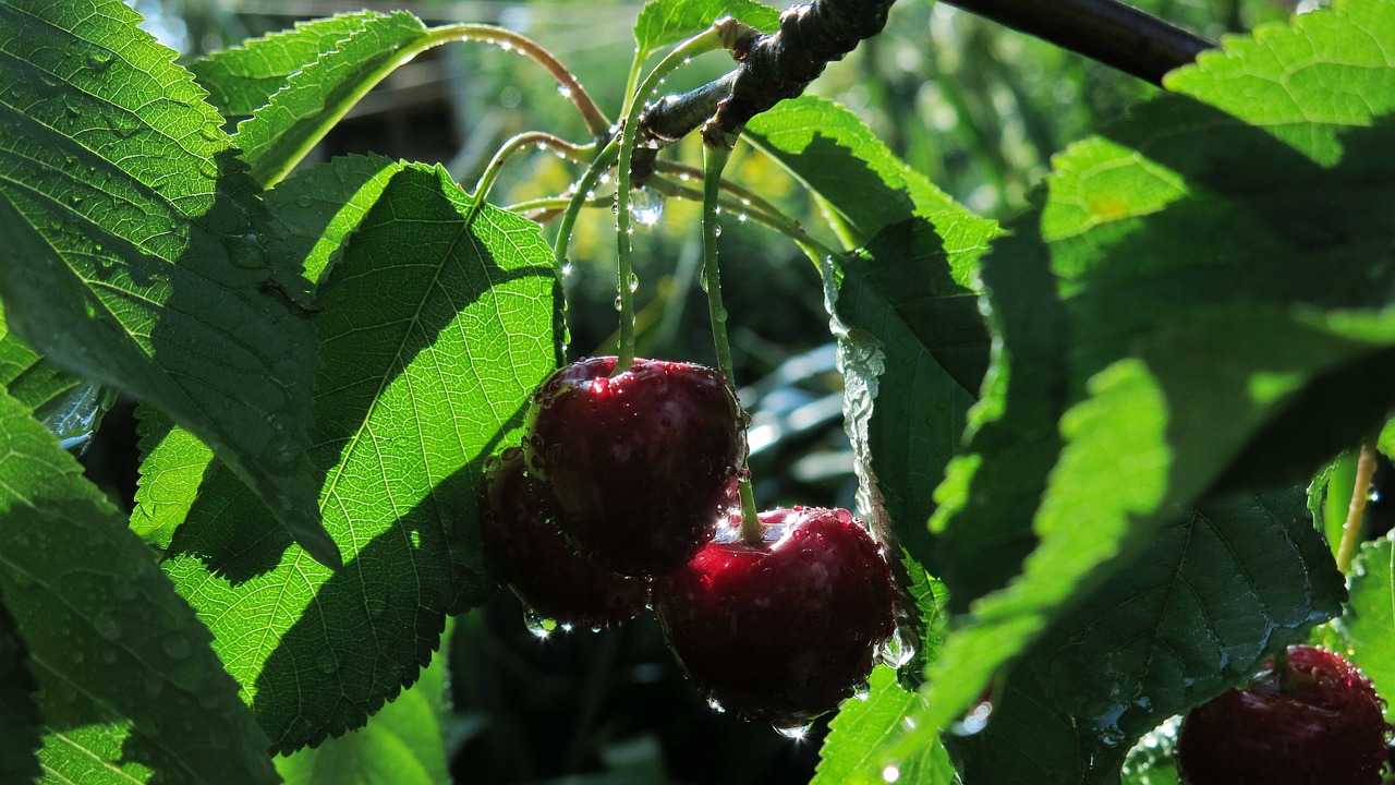 ¿Cuál es la diferencia entre cereza y picota?