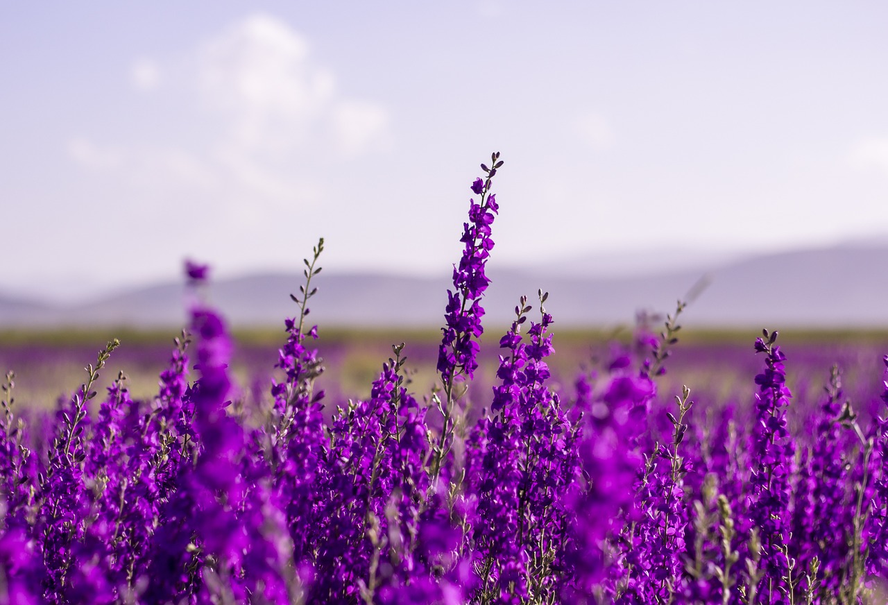 ¿Dónde colocar la planta de lavanda en la casa?