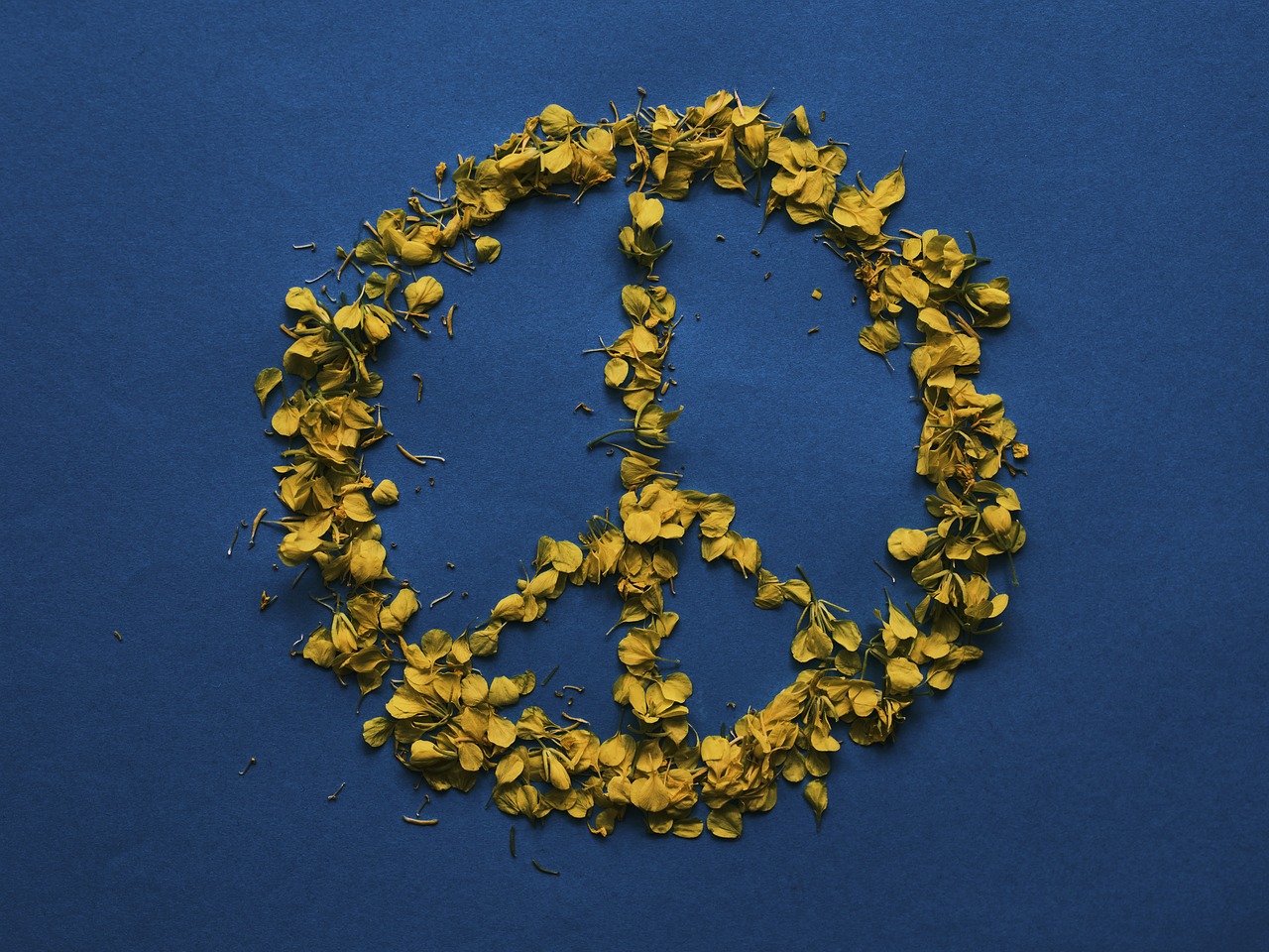 ¿Cómo cuidar la flor de la paz?