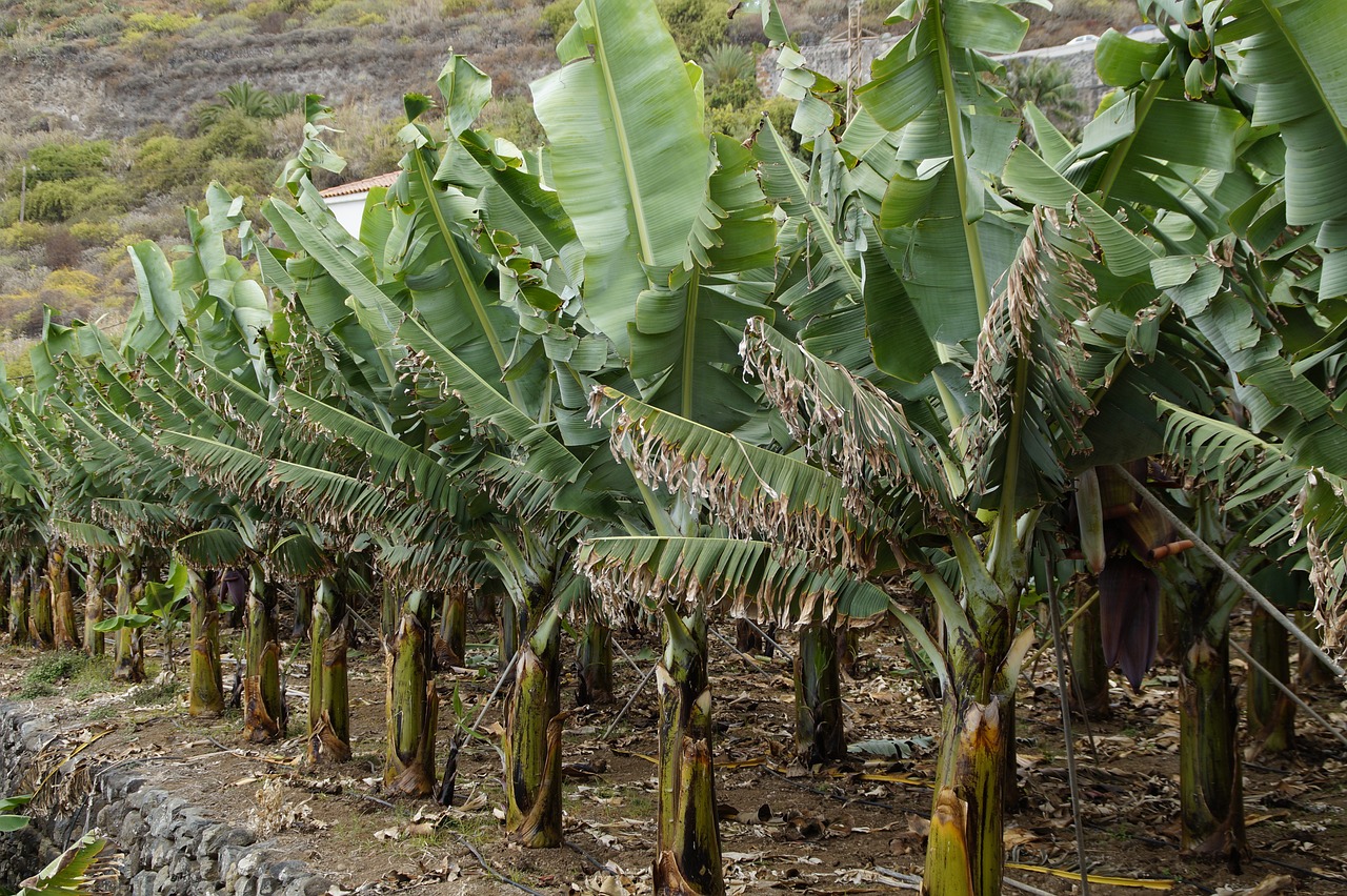 ¿Cómo se dice plátano o banana?