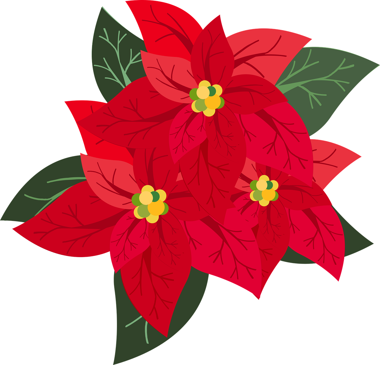 ¿Cuánto crece la poinsettia?