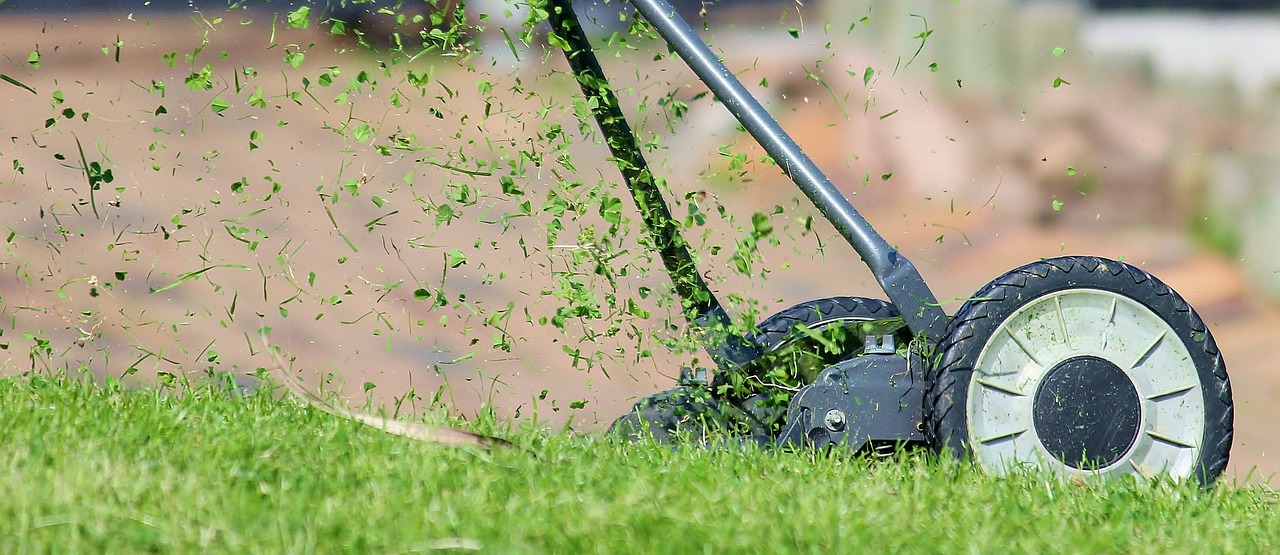 ¿Qué hojas cortar en crecimiento?