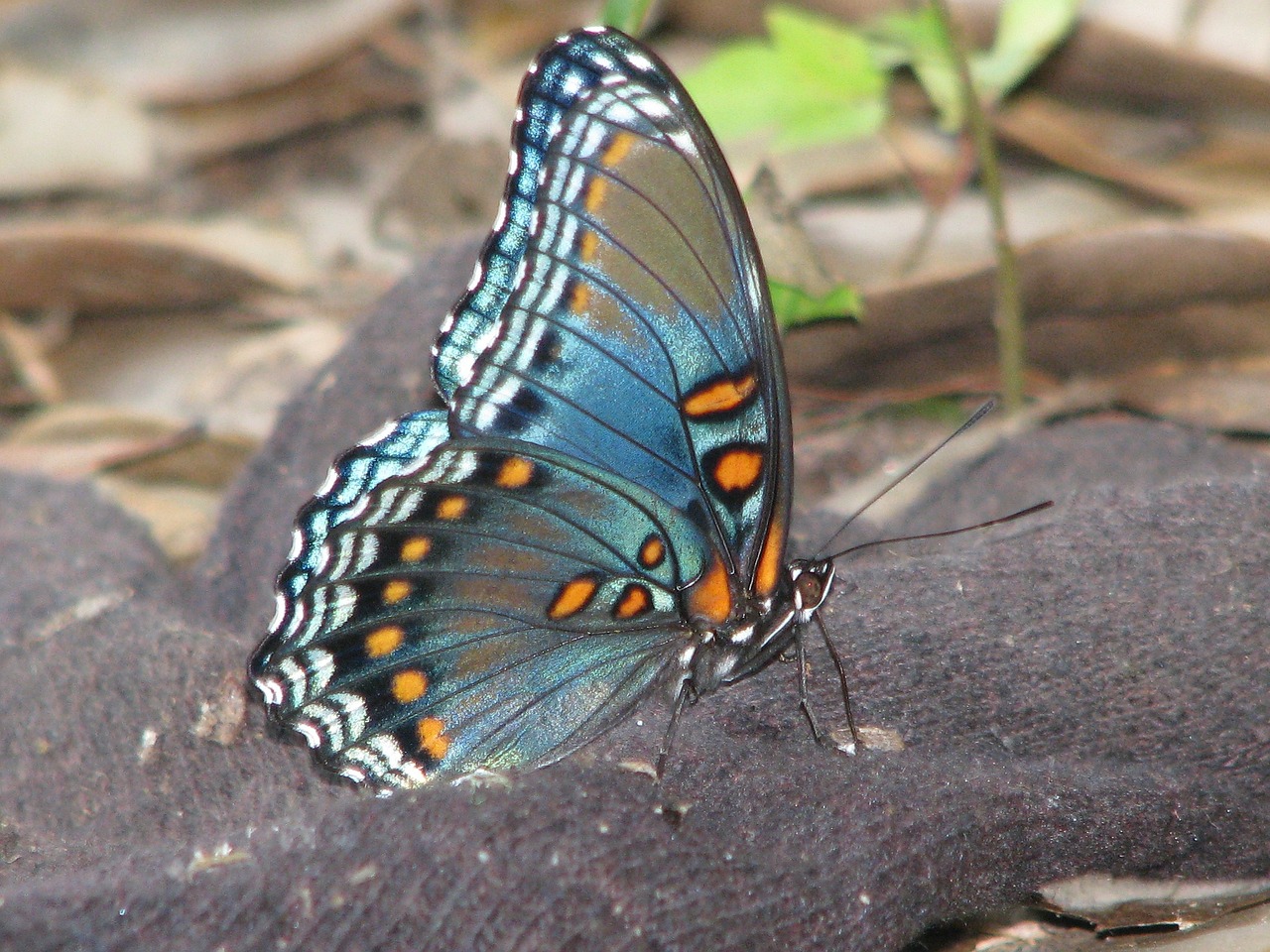¿Como la oruga se convierte en mariposa?