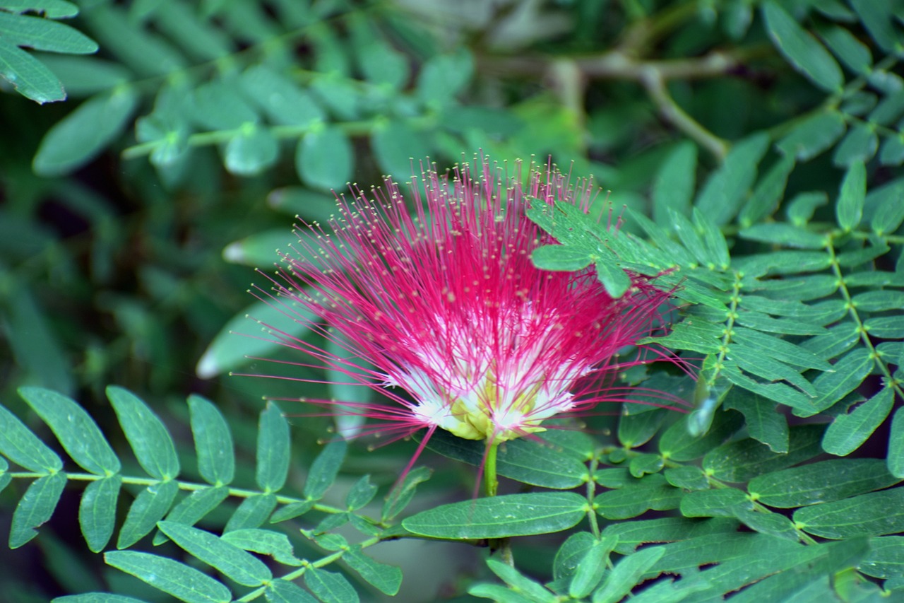 ¿Cómo se cuida la planta Pachira?