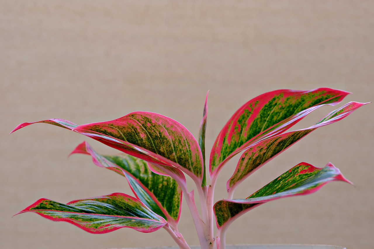 ¿Cómo se cuida una planta aglaonema?