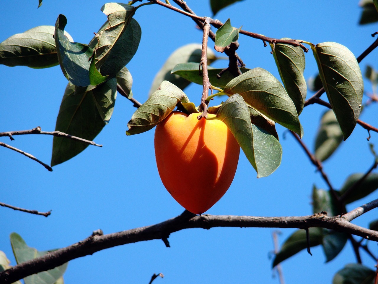 ¿Cuánto tarda un árbol de caqui en dar fruto?