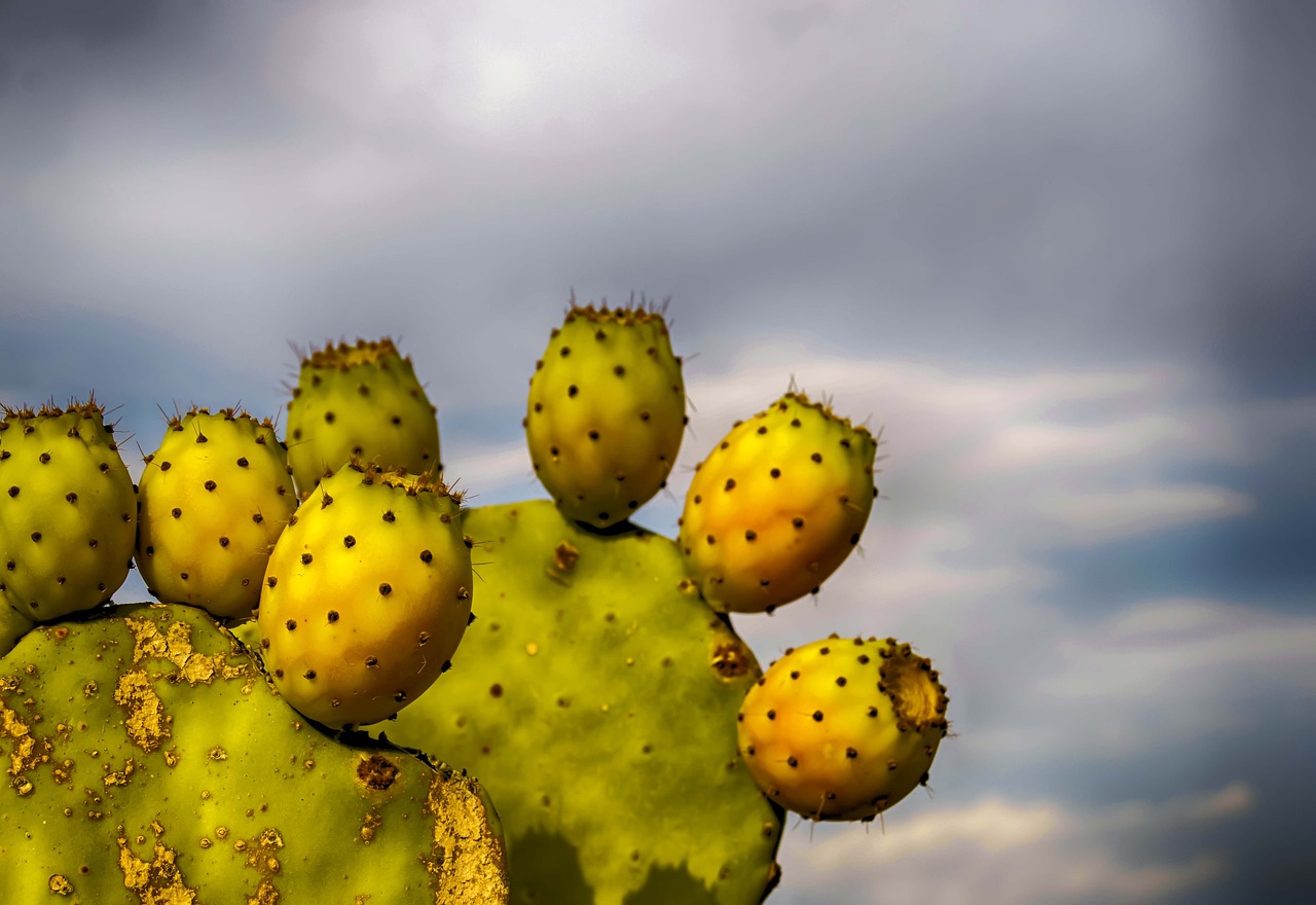 ¿Cuánto tiempo tarda una chumbera en dar frutos?