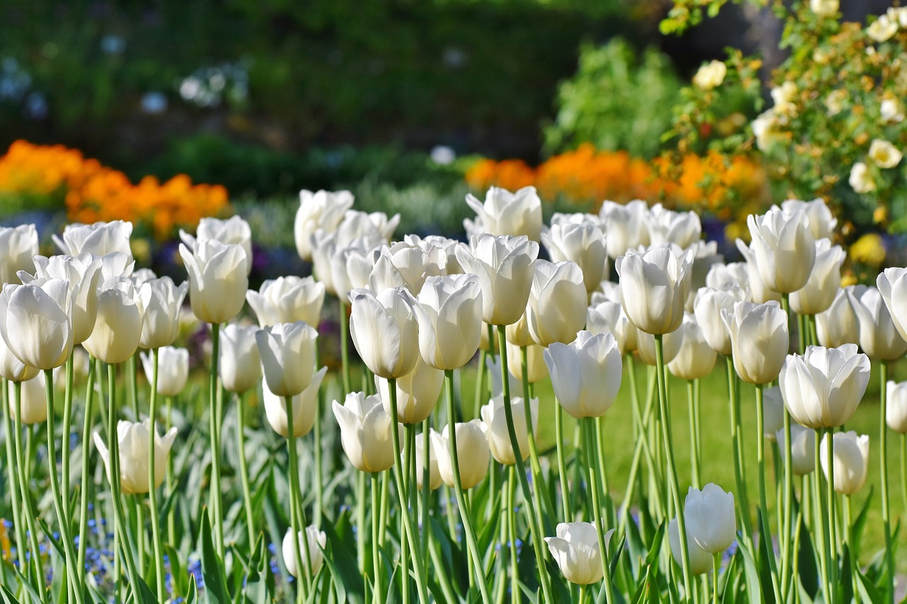 ¿Qué es un tulipán y sus partes?