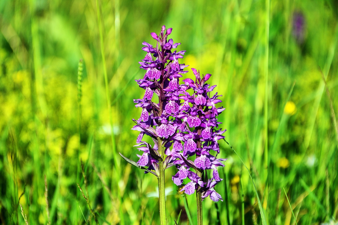 ¿Qué país representa la orquídea?