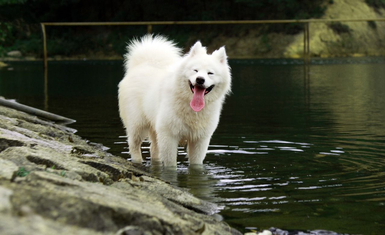 ¿Qué tipo de raza es un samoyedo?