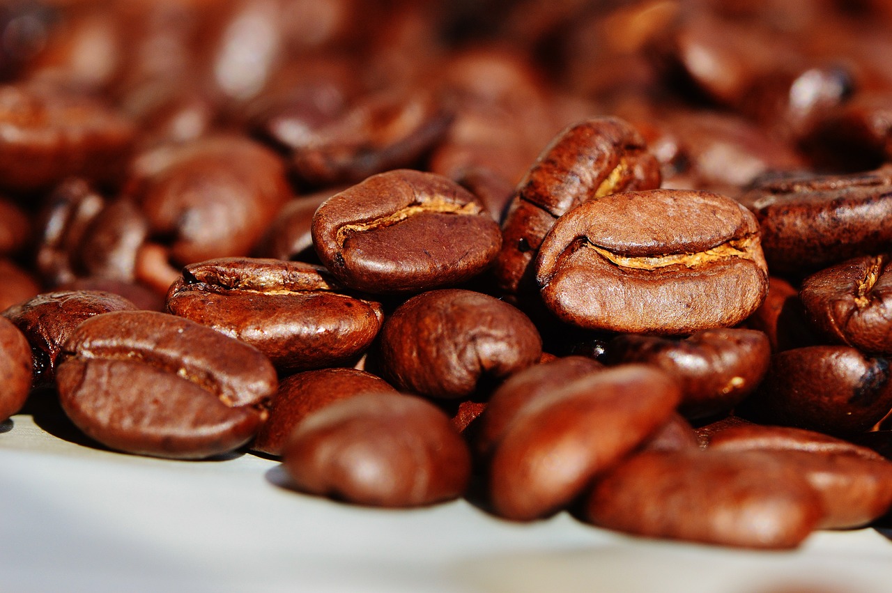 ¿Cómo es la planta de café?
