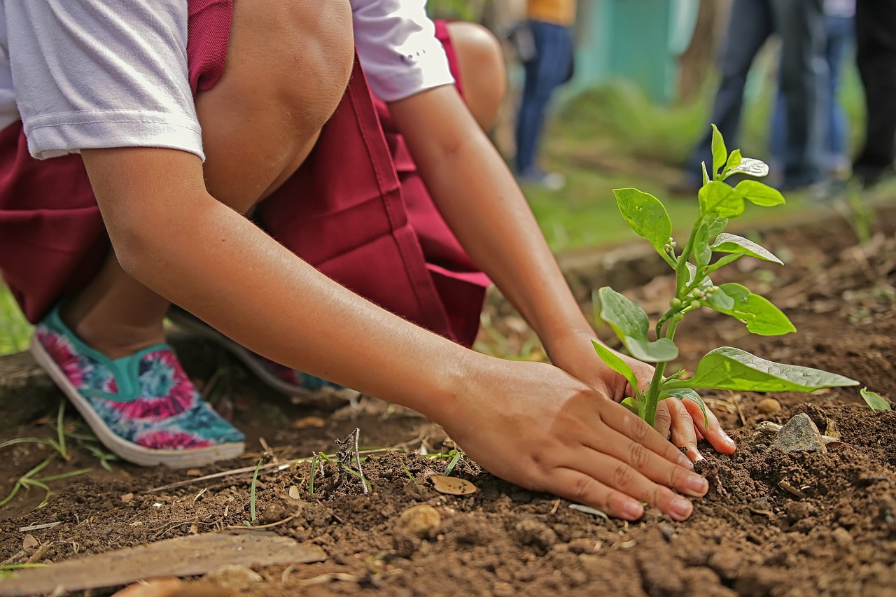 ¿Cómo se debe cuidar una planta de pimiento?