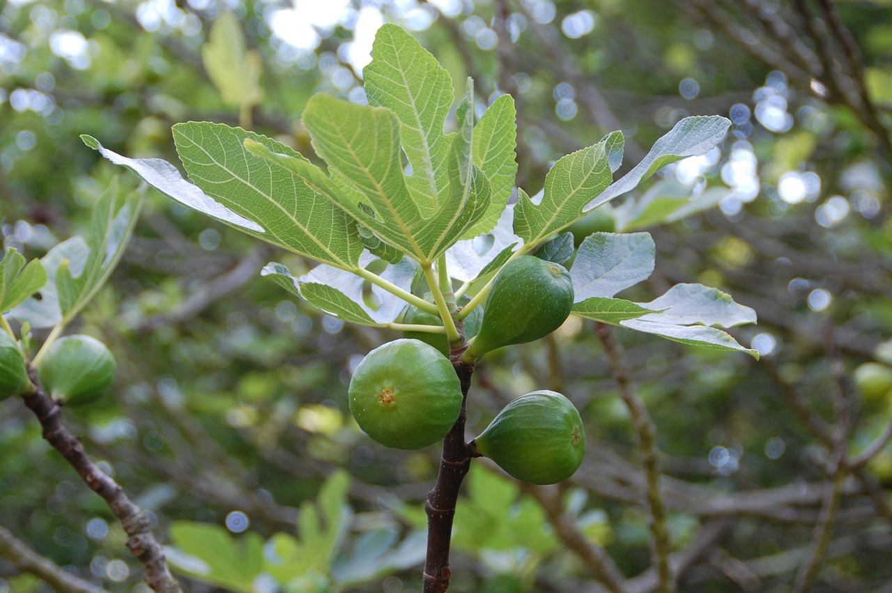 ¿Cuánto tiempo tarda en dar fruto la planta de higo?