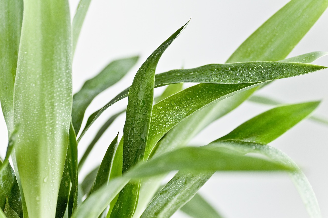 ¿Dónde poner la planta yuca?