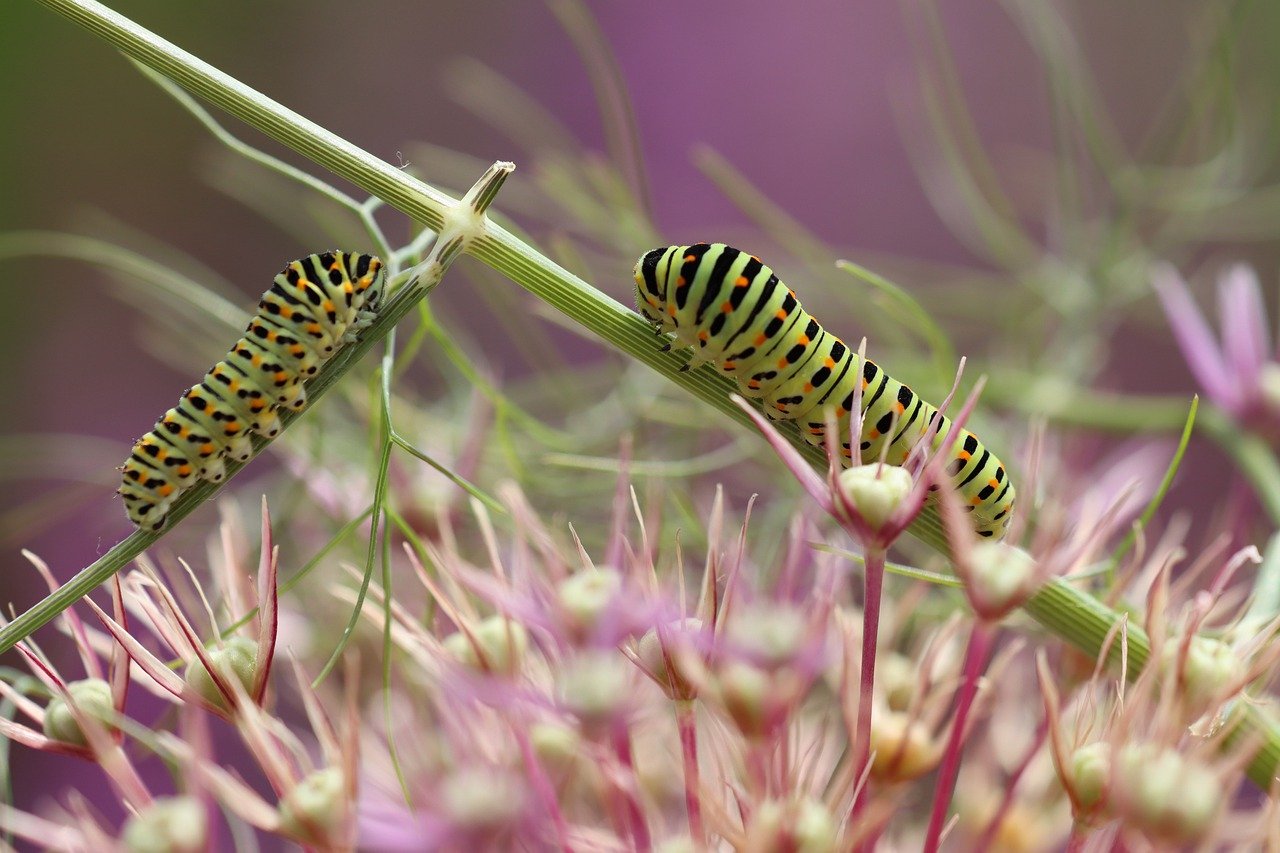 ¿Qué hacer si las orugas se comen las plantas?