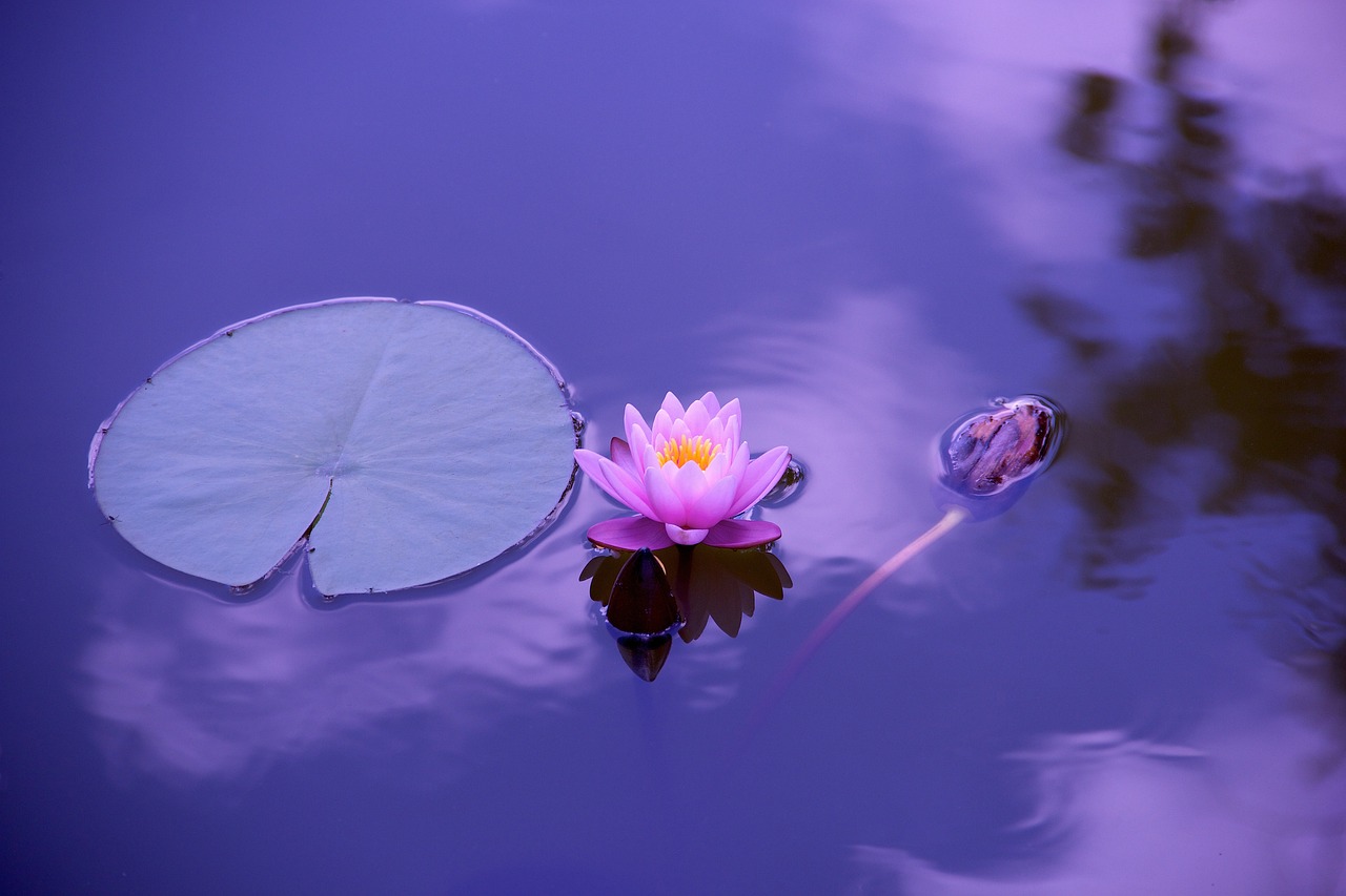 ¿Qué plantas puedo plantar en agua?