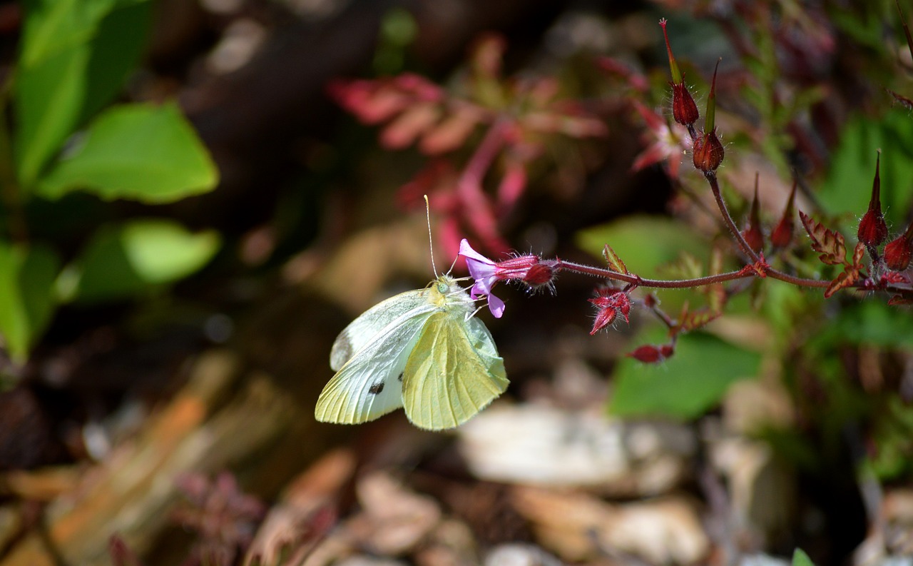 ¿Cómo acabar con la mariposa del geranio?