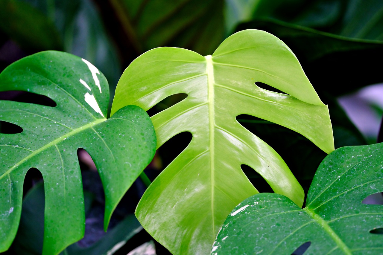 ¿Cuándo florece la Monstera Deliciosa?