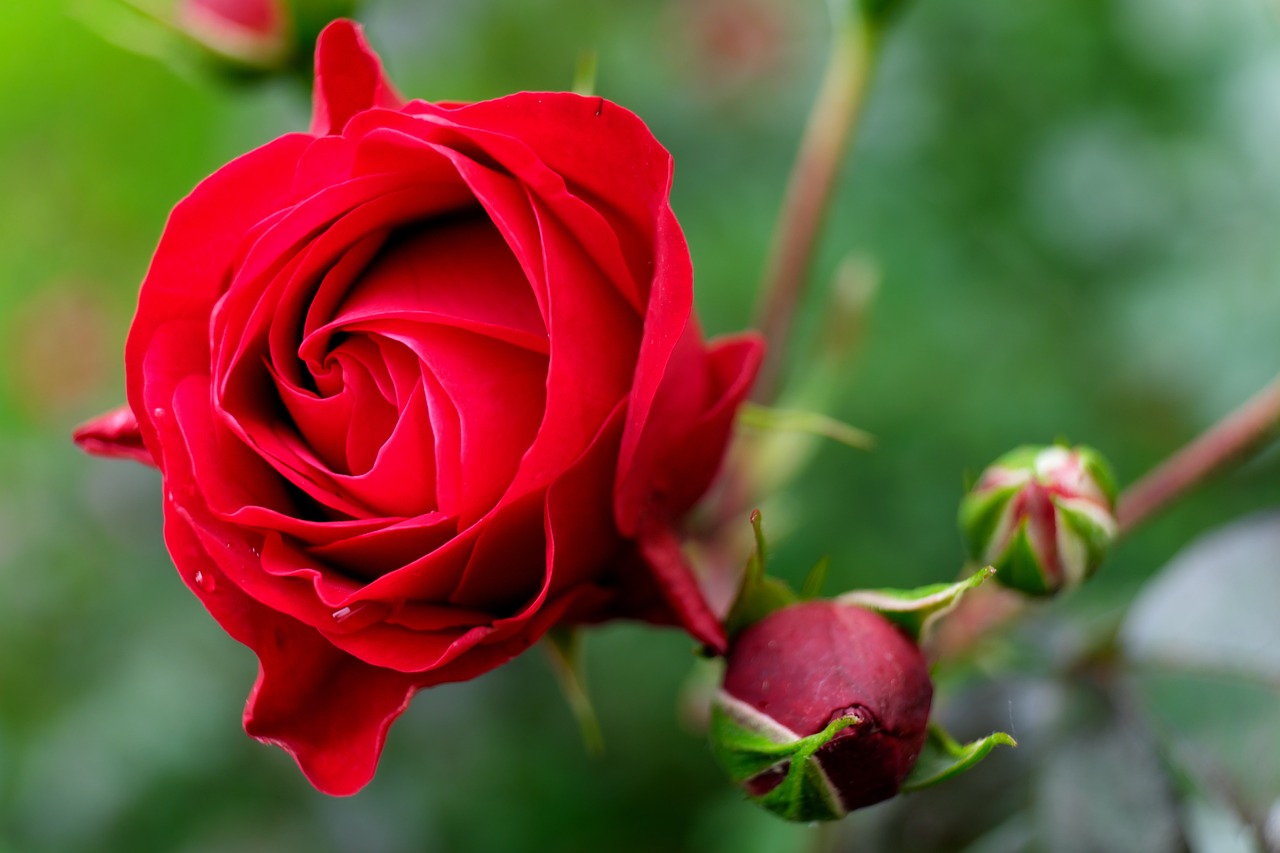 ¿Qué es el nombre Botanico de una planta?